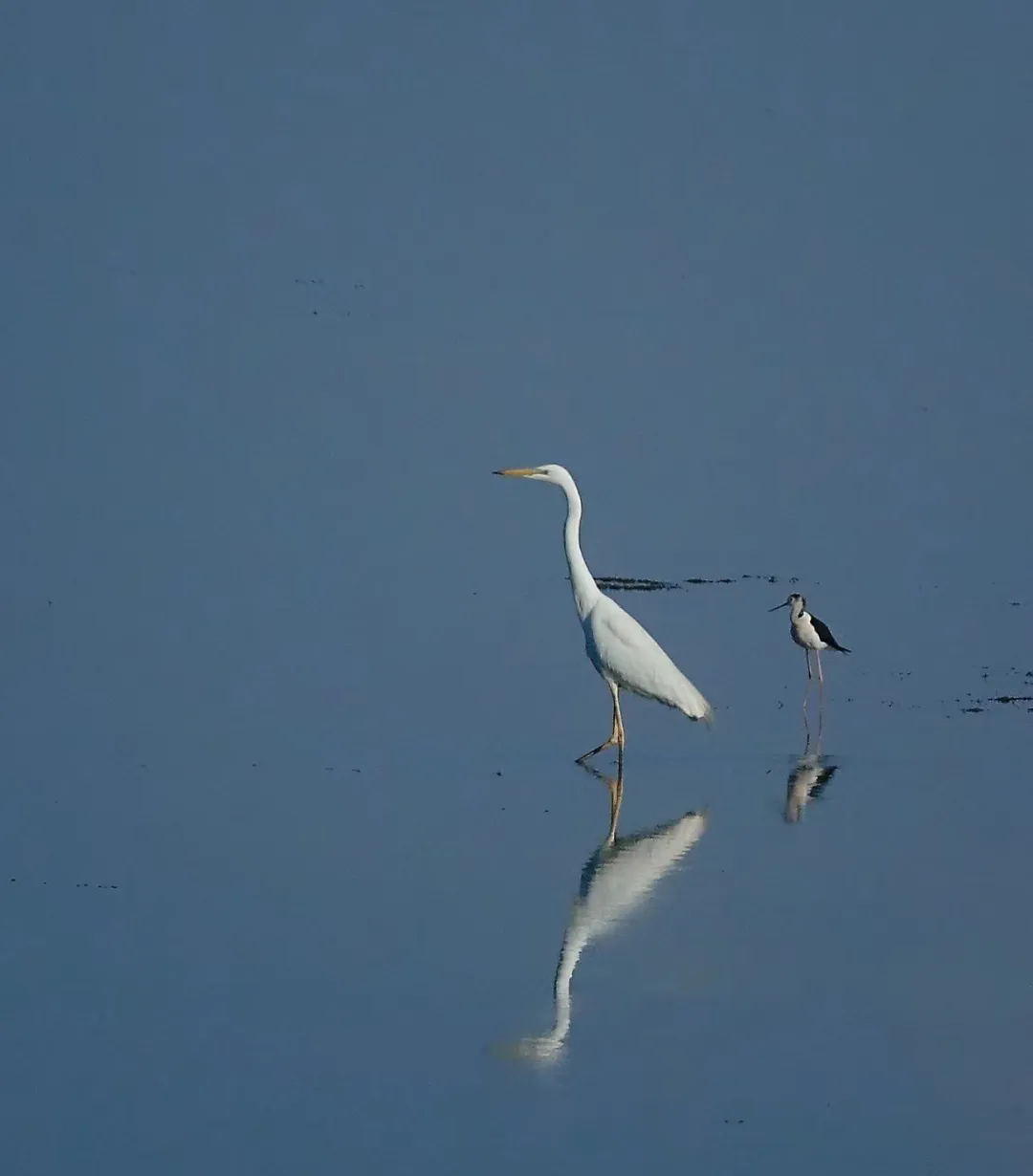 1754365200988707.png 640.webp (1).png